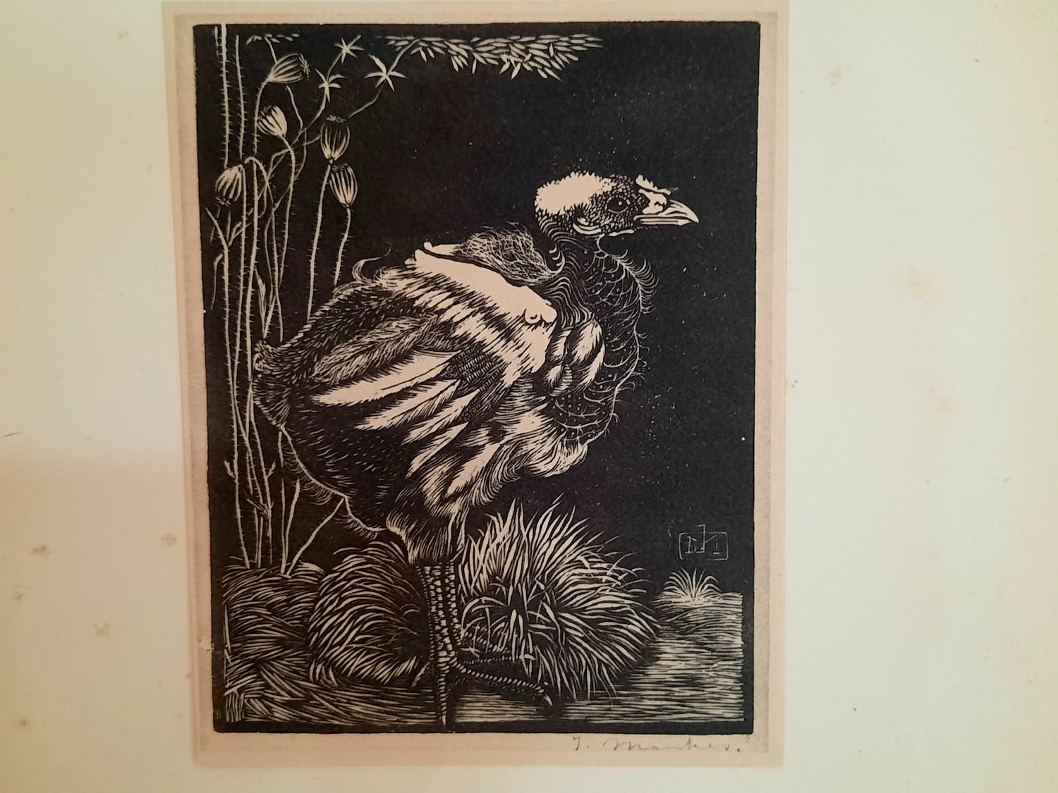 Jan Mankes - Nestkuiken kopen? Bied vanaf 1!