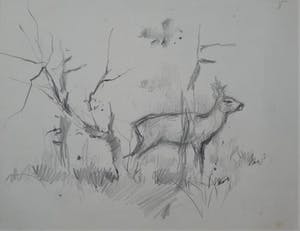 Floris Tiele - 9x diertekening van reeën kopen? Bied vanaf 39!