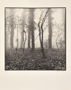 Ralph Janowski - Trees kopen? Bied vanaf 1!