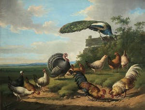 Albertus Verhoesen - prachtige Pauw kippen en haan kopen? Bied vanaf 2750!