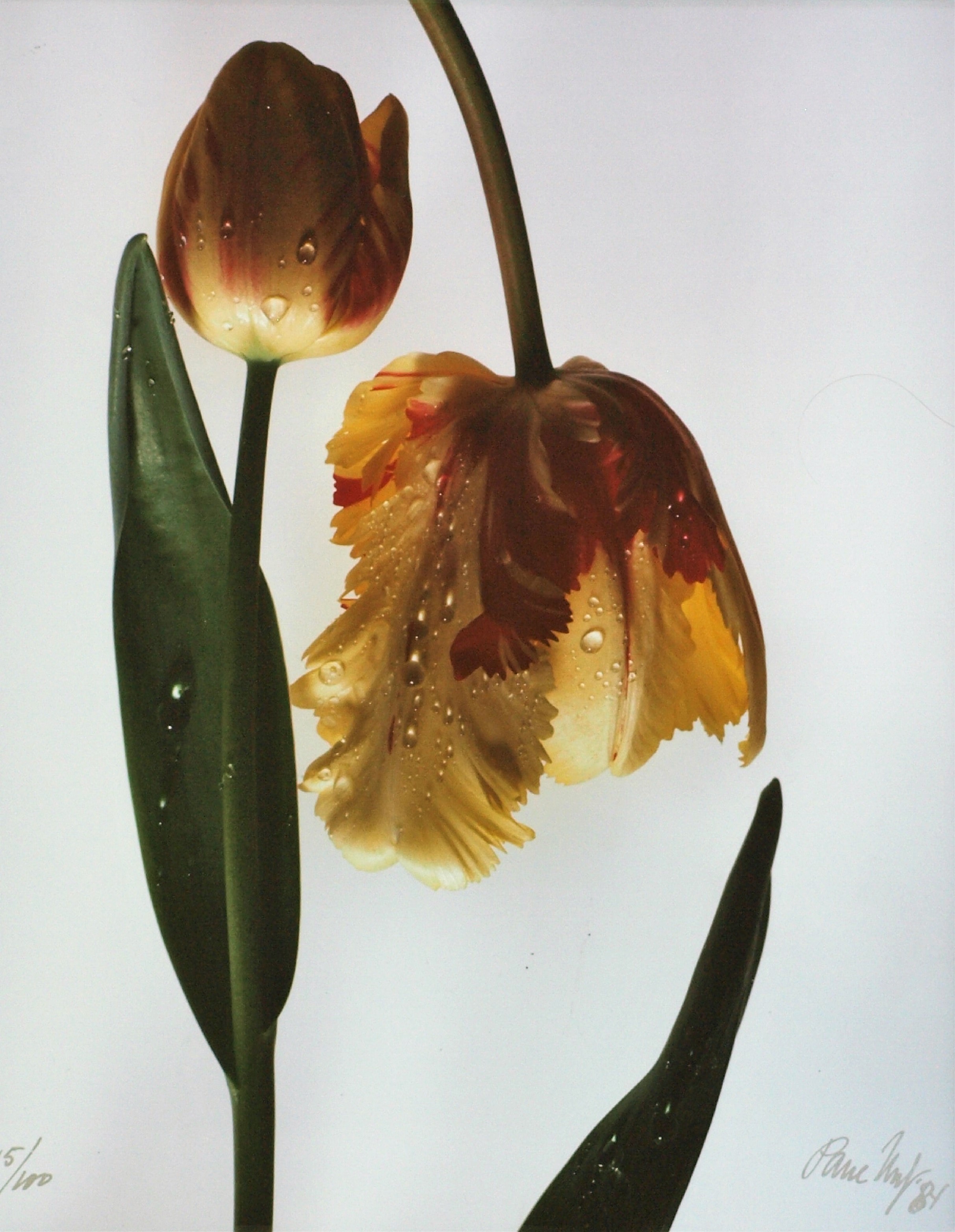 Paul Huf - Foto , Flowers Corridor – gesigneerd & ingelijst - 1984  verkocht voor € 75!