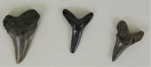 Curiosa - 3x fossiele haaientand Vindplaats in Nederland bij Cadzand kopen? Bied vanaf 1!