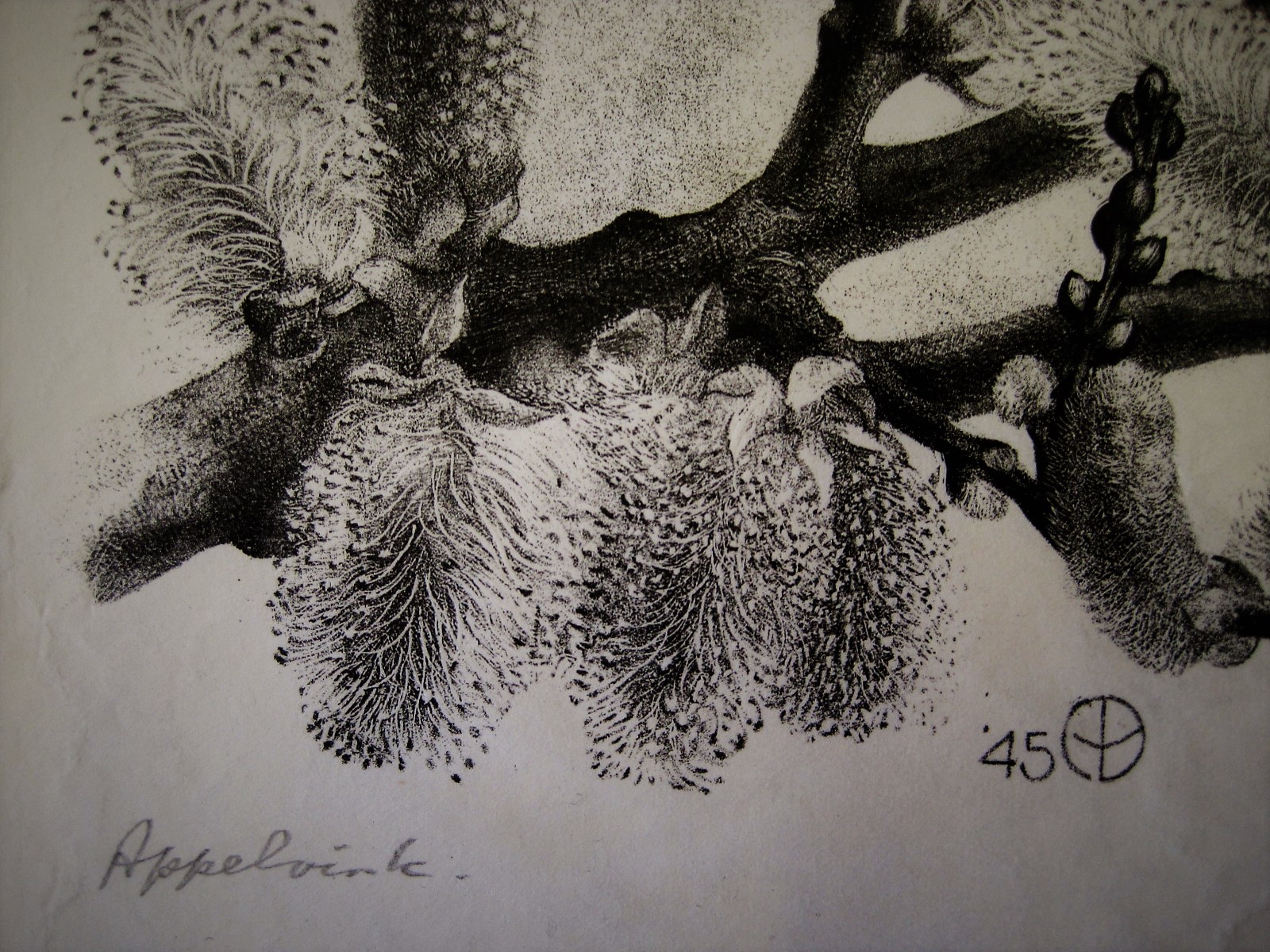 Aart van Dobbenburgh - Magnifiek Grafisch werk "Appelvink in bloesemboom" gesigneerd 1945 kopen? Bied vanaf 1!