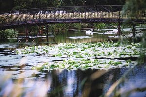 Paul Huf - Foto, Vijver met lelies en zwanen - Ingelijst kopen? Bied vanaf 1!