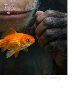 Mr Strange - De goudvis (II) kopen? Bied vanaf 80!