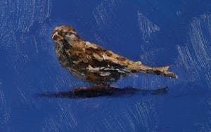 Gerard Prent - Olieverf op doek, Mus kopen? Bied vanaf 800!