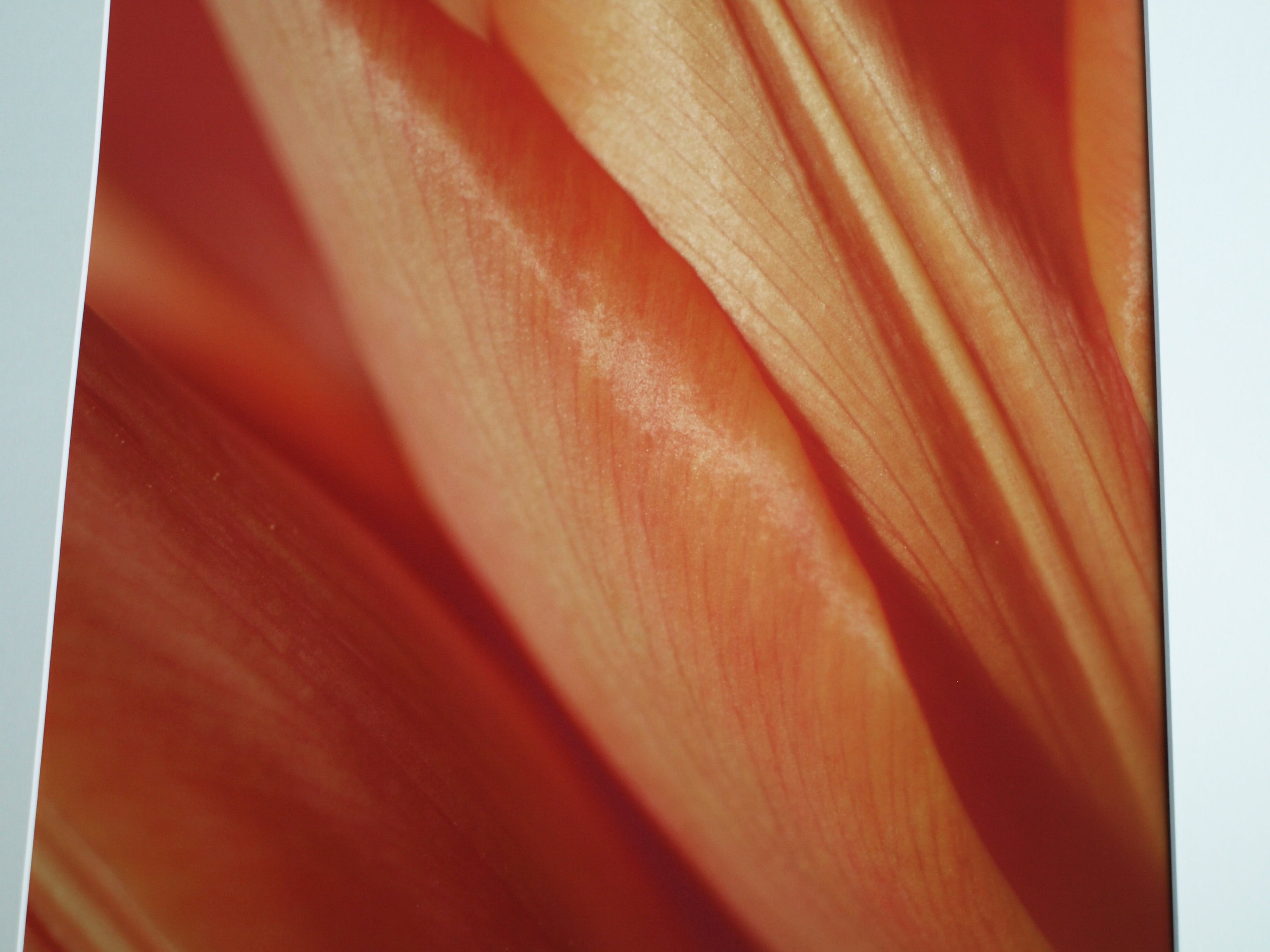 Niet of onleesbaar gesigneerd - Foto , Close-up – ingelijst  kopen? Bied vanaf 1!