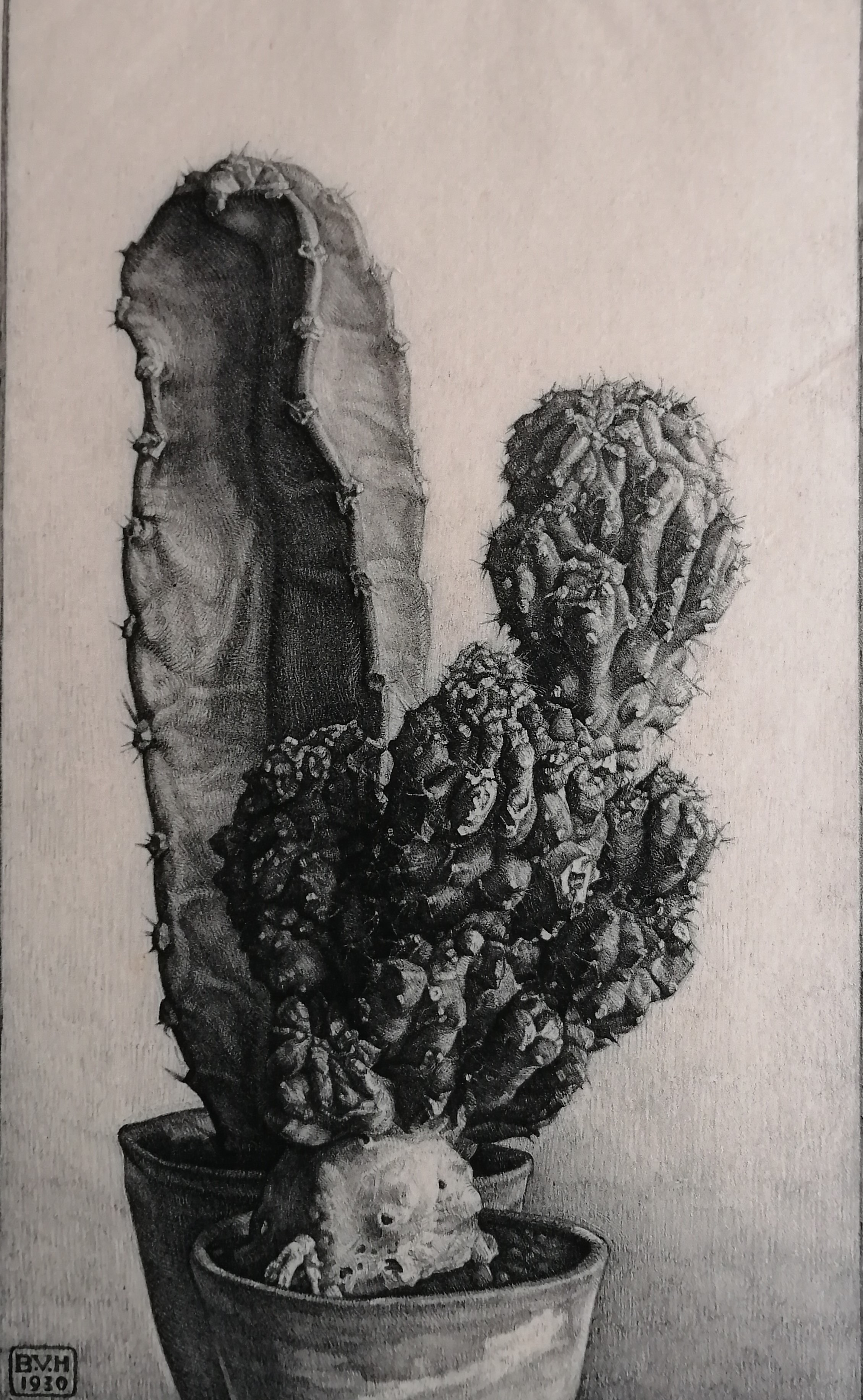 Bertha van Hasselt - Cactussen kopen? Bied vanaf 30!