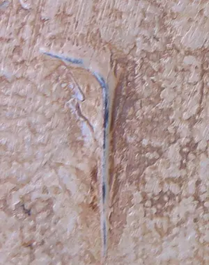 Carolina Paulussen - Acryl op doek, Zonder titel (Groot) kopen? Bied vanaf 1!