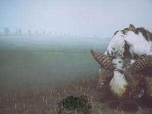 Paul den Hollander - UNTITLED kopen? Bied vanaf 55!