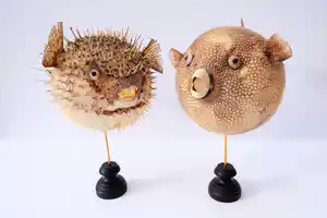 Niet of onleesbaar gesigneerd - Parelhoen kogelvis ("Golden Puffer") // Kogelvis // Op sokkel verkocht voor € 1!