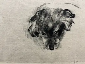 Theo Beerendonk - ZT- Hond kopen? Bied vanaf 40!