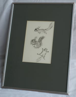Niet of onleesbaar gesigneerd - Ingelijste pentekening en gewassen inkt , “Eekhoorn“ kopen? Bied vanaf 1!