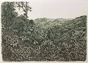 Simon Koene - Tropisch oerwoud met ver dal kopen? Bied vanaf 30!