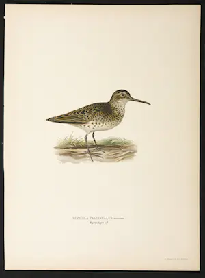 Wilhelm von Wright - Litho, Limicola Falcinellus, uit Svenska foglar (...) kopen? Bied vanaf 1!
