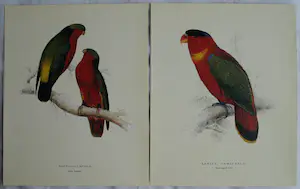Edward Lear - Portfolio met 12 prenten van Papegaaien en Parkieten - 1990 kopen? Bied vanaf 10!