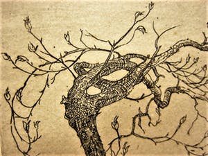 Niet of onleesbaar gesigneerd - Fraaie omstreeks 1920 gesigneerd droge naald Ets "Bloesemboom" kopen? Bied vanaf 1!