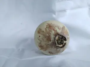 Iet Cool-Schoorl - Zaadbol kopen? Bied vanaf 50!