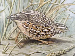 Buy Basil Ede - Quails in a summerfield? Bid from 10!