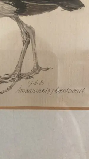 Peter Vos - Amaurornis phoenicurus (witborstwaterhoen) kopen? Bied vanaf 250!