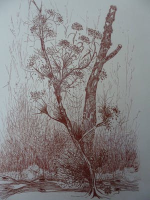 Kees de Ruijter - Ets, "Bloeiend tak" kopen? Bied vanaf 5!