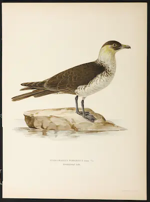 Wilhelm von Wright - Litho, Stercorarius Pomarinus, uit Svenska foglar (...) kopen? Bied vanaf 1!
