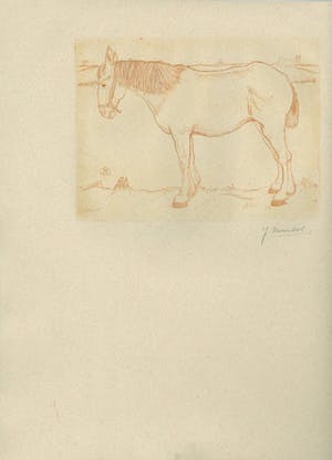 Jan Mankes - Paard kopen? Bied vanaf 1!