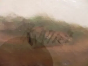 Klaas van Vliet - Paard en molen in polderland kopen? Bied vanaf 200!