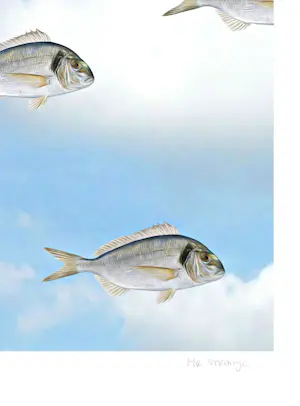 Mr. Strange - Tegen een stroom in kopen? Bied vanaf 80!