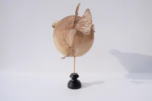 Niet of onleesbaar gesigneerd - Parelhoen kogelvis ("Golden Puffer") // Kogelvis // Op sokkel kopen? Bied vanaf 1!