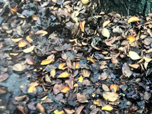 Elly Brethouwer - 'Boomstam met voet' kopen? Bied vanaf 1!