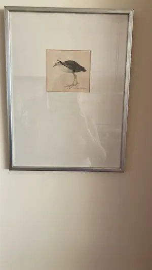 Peter Vos - Amaurornis phoenicurus (witborstwaterhoen) kopen? Bied vanaf 250!