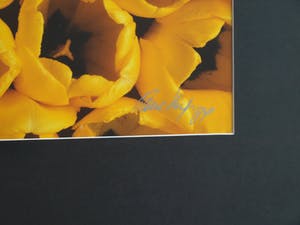 Paul Huf - Foto , Flowers : Gele Tulpen – gesigneerd & ingelijst - 1984 kopen? Bied vanaf 1!