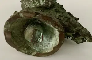 Tosca van den Haak - Brutaal vogeltje kopen? Bied vanaf 595!