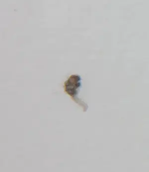 Yvonne Zomerdijk - Zeefdruk, Kakelvers - Ingelijst kopen? Bied vanaf 50!