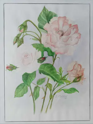 Niet of onleesbaar gesigneerd - Rozen kopen? Bied vanaf 1!