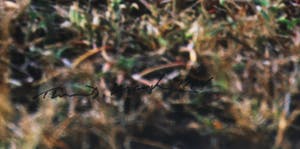 Thomas D. Mangelsen - Foto, Kenya Gold - Ingelijst (Groot) kopen? Bied vanaf 50!