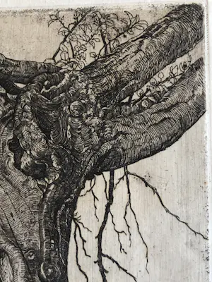 Pieter Dupont - Knotwilg kopen? Bied vanaf 50!