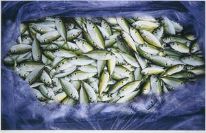 Mark Verdoes - Makreel - Ingelijst - IN PRIJS VERLAAGD kopen? Bied vanaf 49!