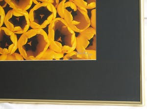 Paul Huf - Foto , Flowers : Gele Tulpen – gesigneerd & ingelijst - 1984 kopen? Bied vanaf 1!