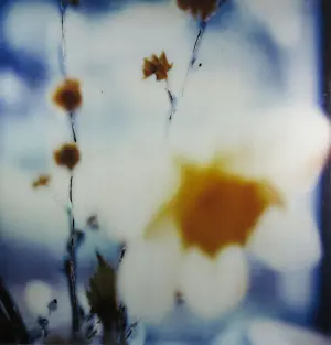 Koen Blanckaert - Set van twee foto's op dibond, Paaslelies (Groot) kopen? Bied vanaf 100!