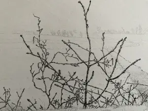 Reinder Homan - Landschap kopen? Bied vanaf 95!