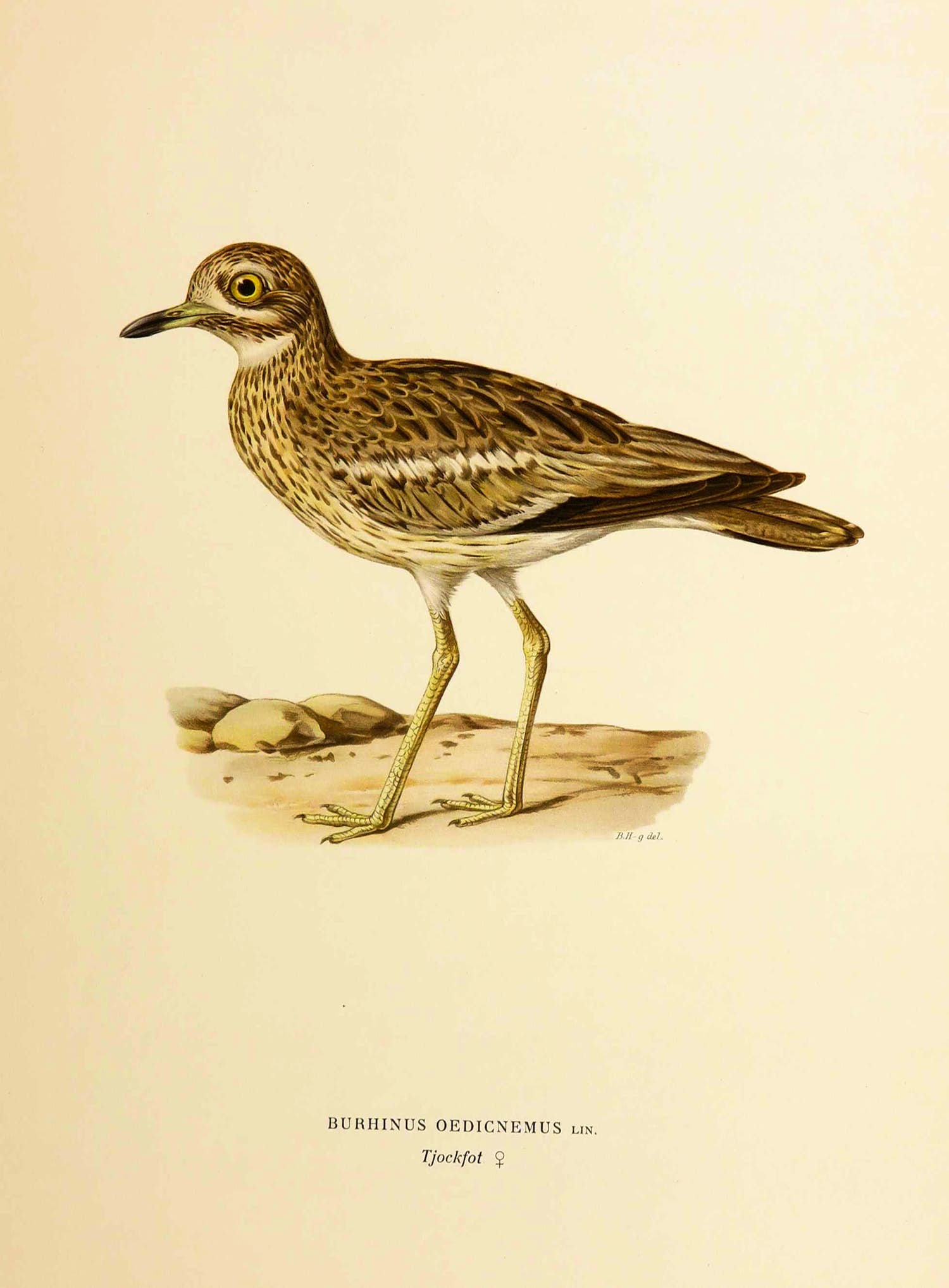Wilhelm von Wright - Litho, Burhinus Oedicnemus, uit Svenska foglar (...) kopen? Bied vanaf 1!
