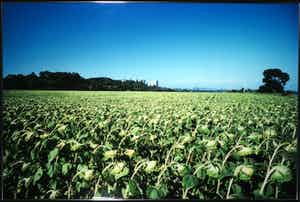 Paul Huf - C-Print, Landbouw - Ingelijst (Zeer groot) verkocht voor € 1!