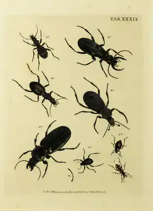 Christian F. Carl Kleemann - Handgekleurde gravure, uit: Catalogus Systematicus Coleopterorum (...) vendu pour 40€ !