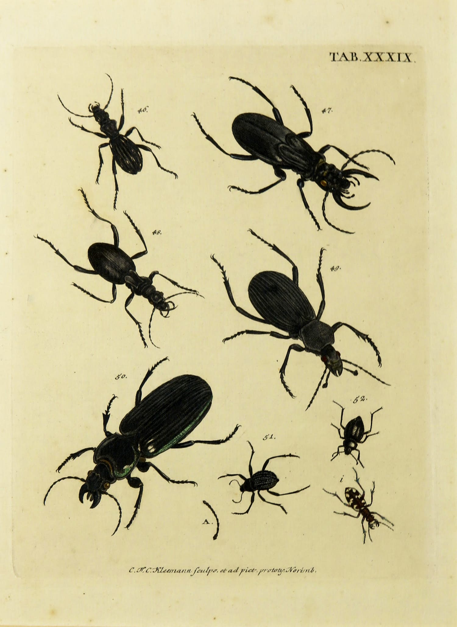 Christian F. Carl Kleemann - Handgekleurde gravure, uit: Catalogus Systematicus Coleopterorum (...) kopen? Bied vanaf 40!