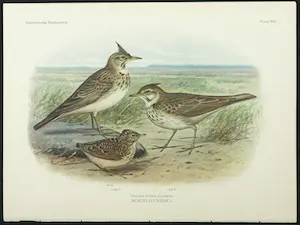 Eduard Daniël van Oort - Chromolitho, Lot van vier voorstellingen uit 'De Vogels van Nederland' kopen? Bied vanaf 1!