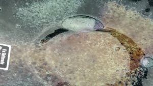 Floris van Tetterode - Zonder Titel kopen? Bied vanaf 35!