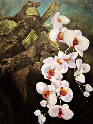 Cor Jacobi - in 1959 Magisch Realistisch geschilderd "Witytte Orchidee aan tak" gesigneerd verkocht voor € 64!