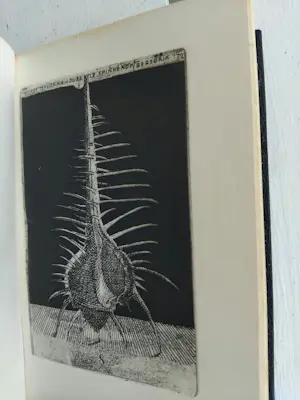 Simon Koene - Schelpenboekje kopen? Bied vanaf 325!